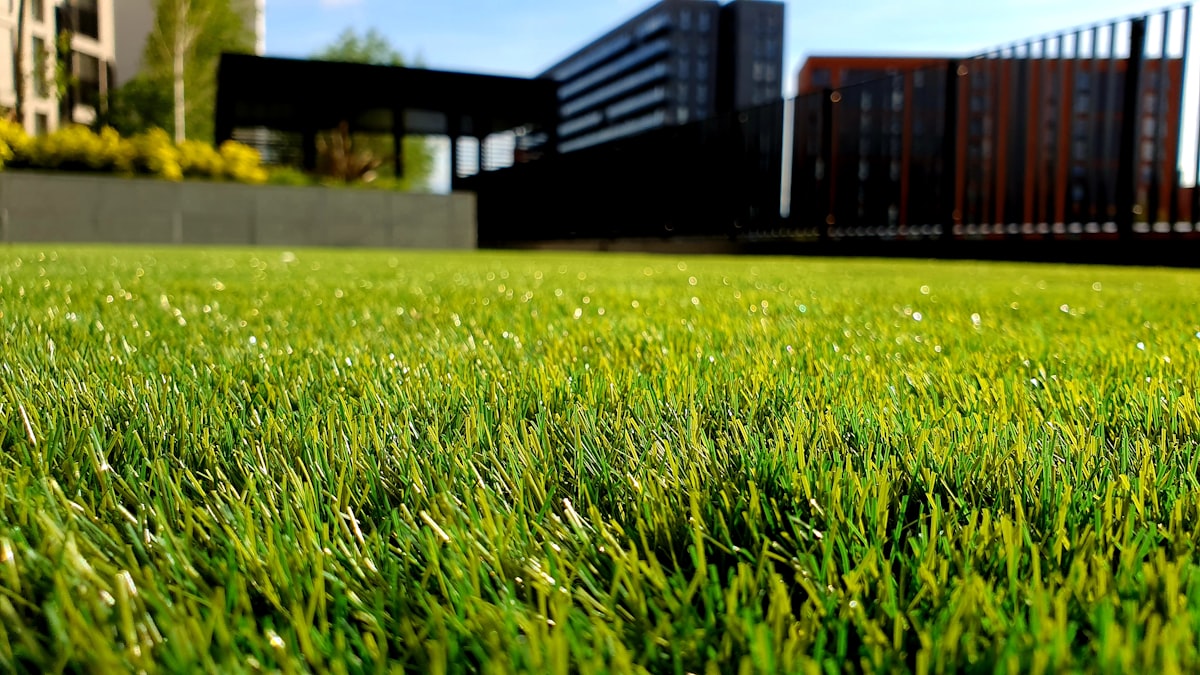 Close-up of a freshly maintained lawn